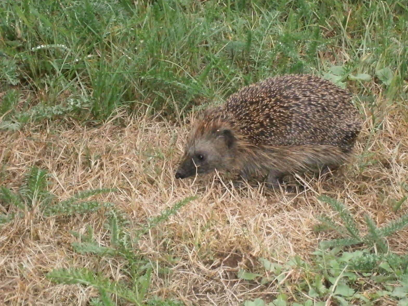 Natuurkampeerterrein Nieuwe Buyl — photo 3